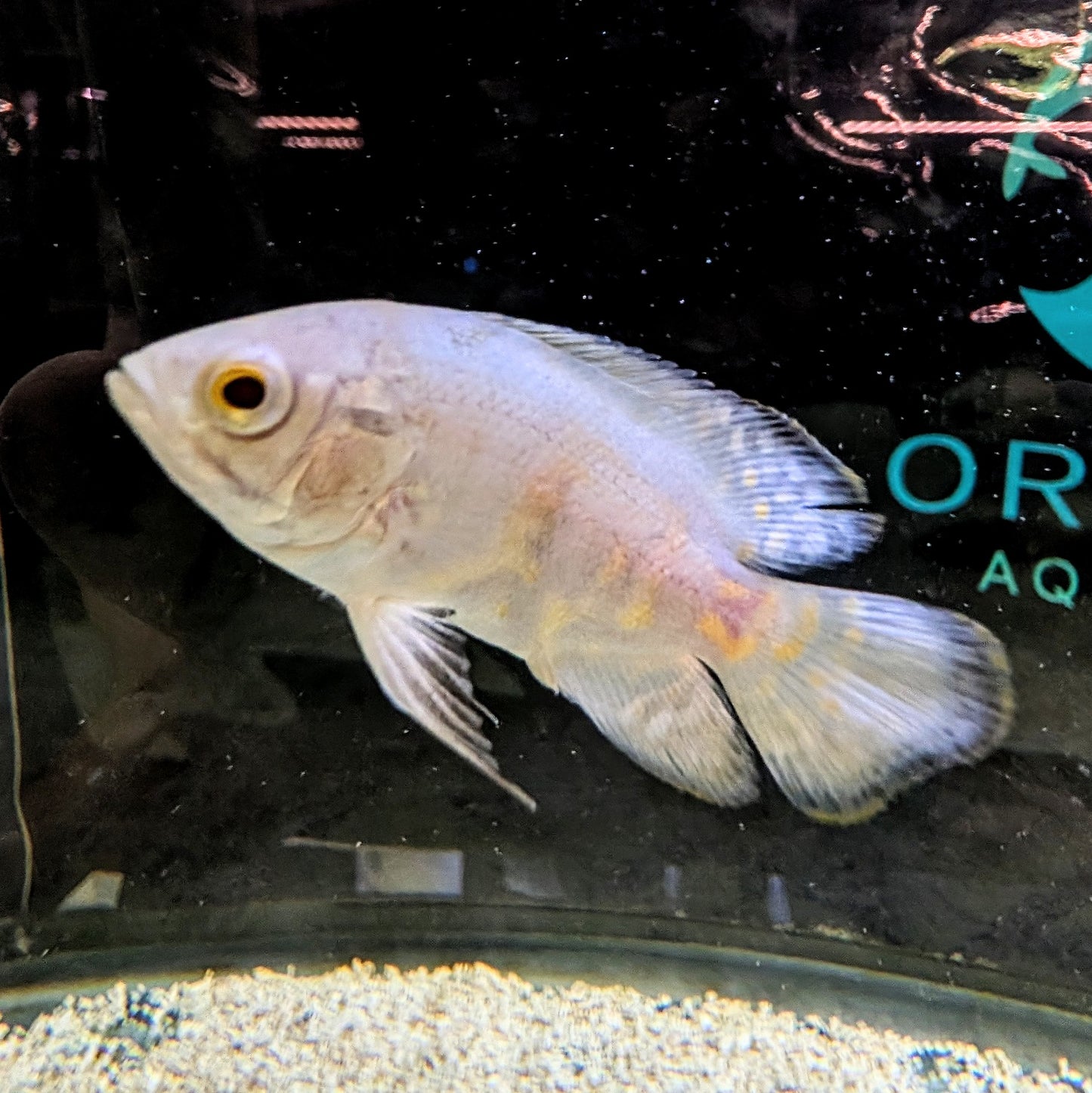 Lemon Oscar