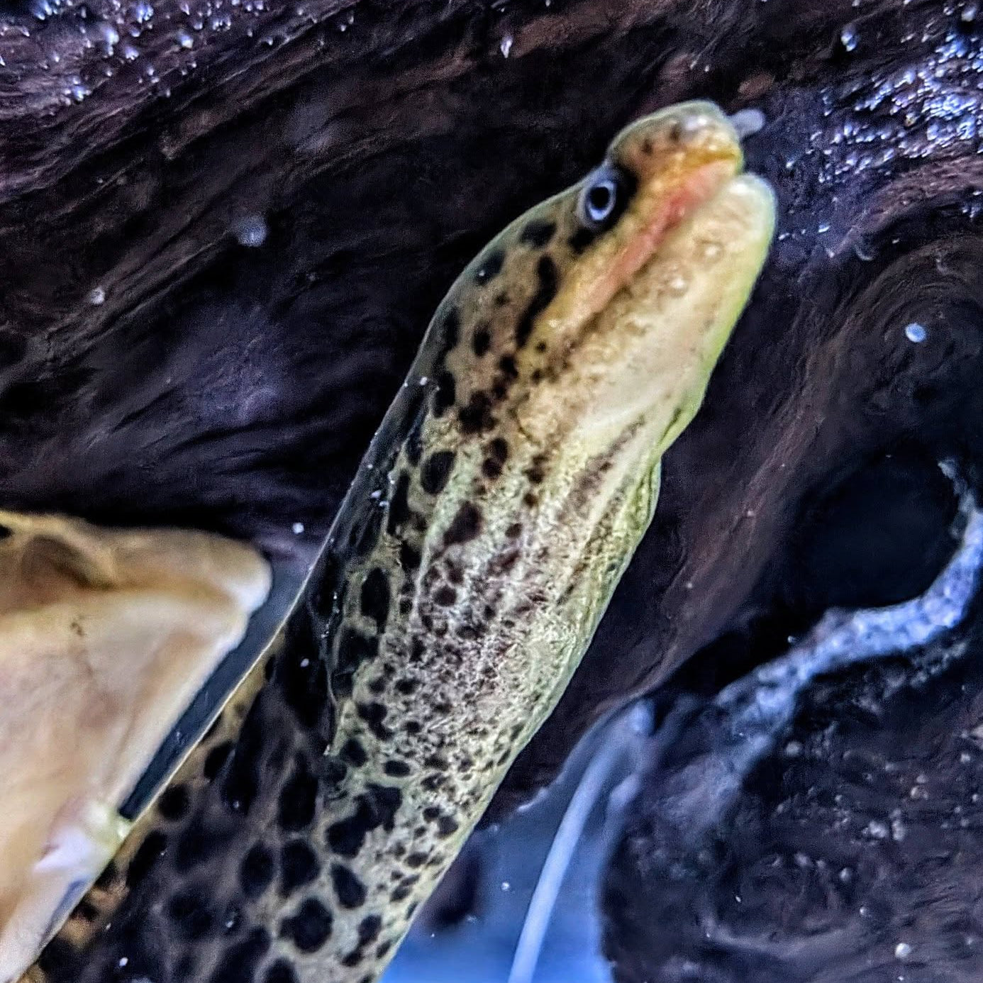 Tiger Moray Eel