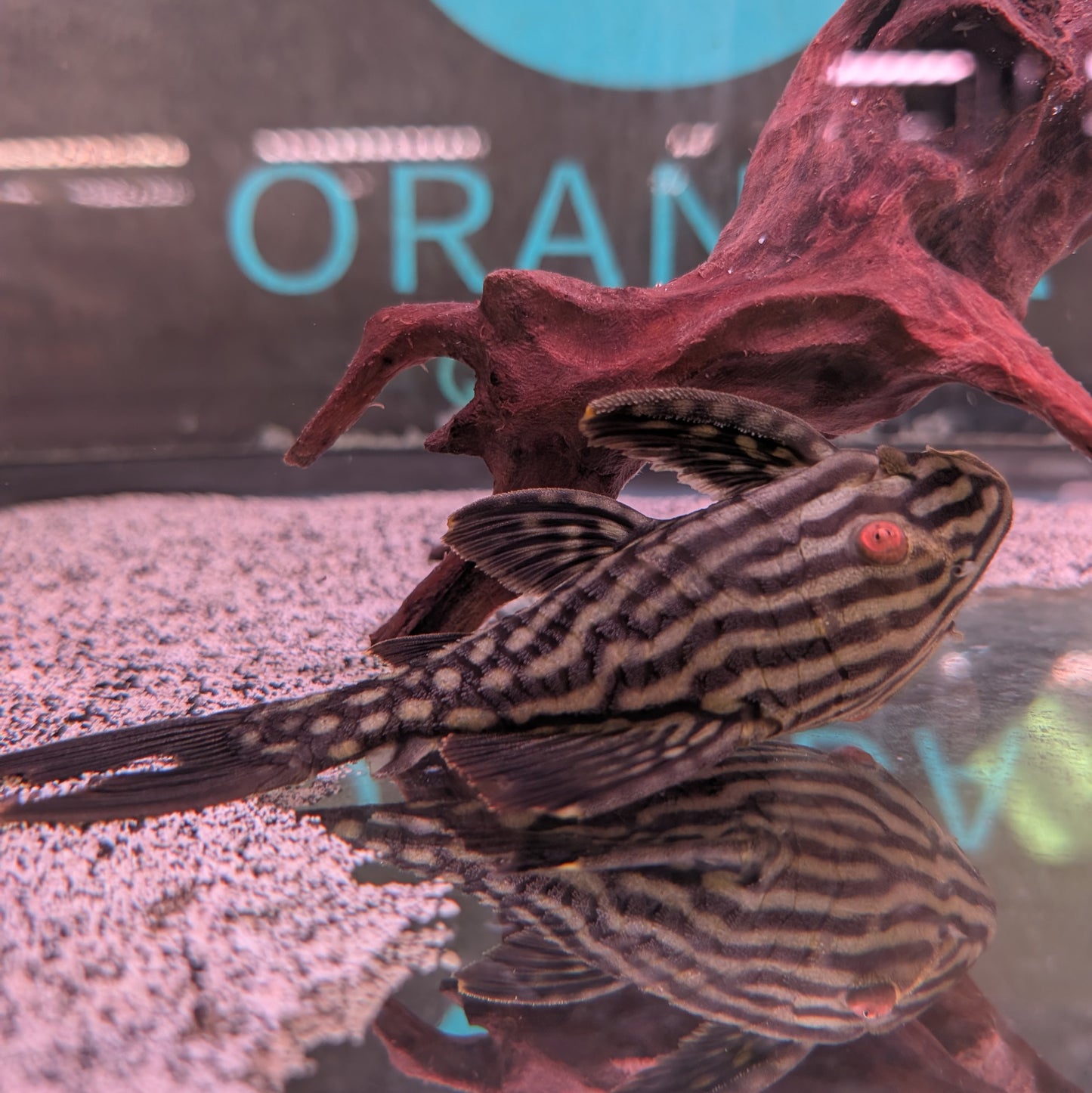 Watermelon Pleco